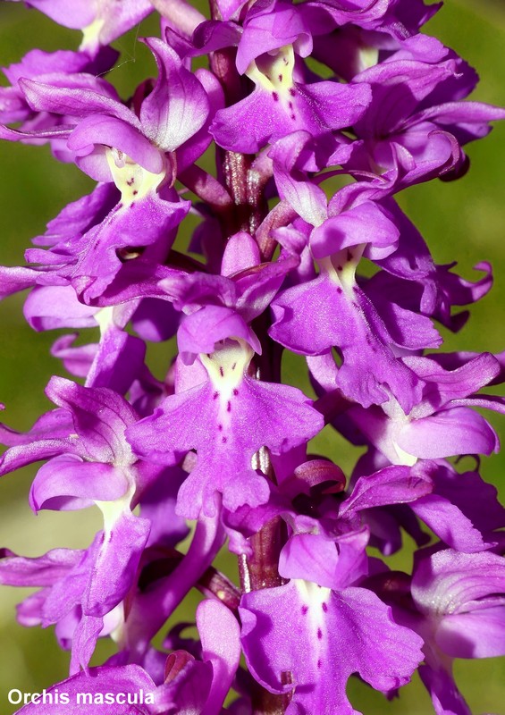 Le orchidee di Cardito, splendide praterie tra il reatino e laquilano.